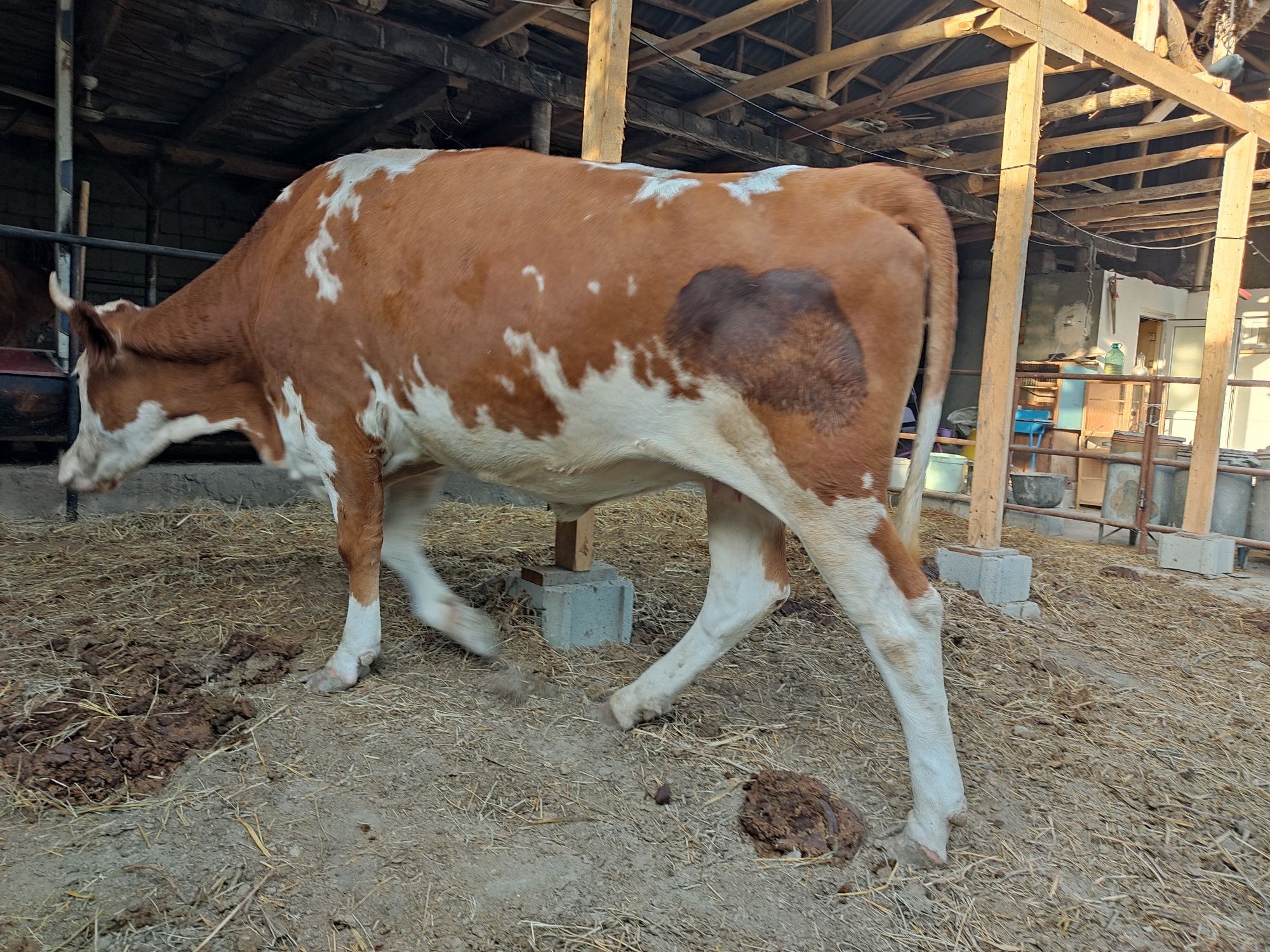 Simmental sotiladi 5 oykil bo'g'oz
