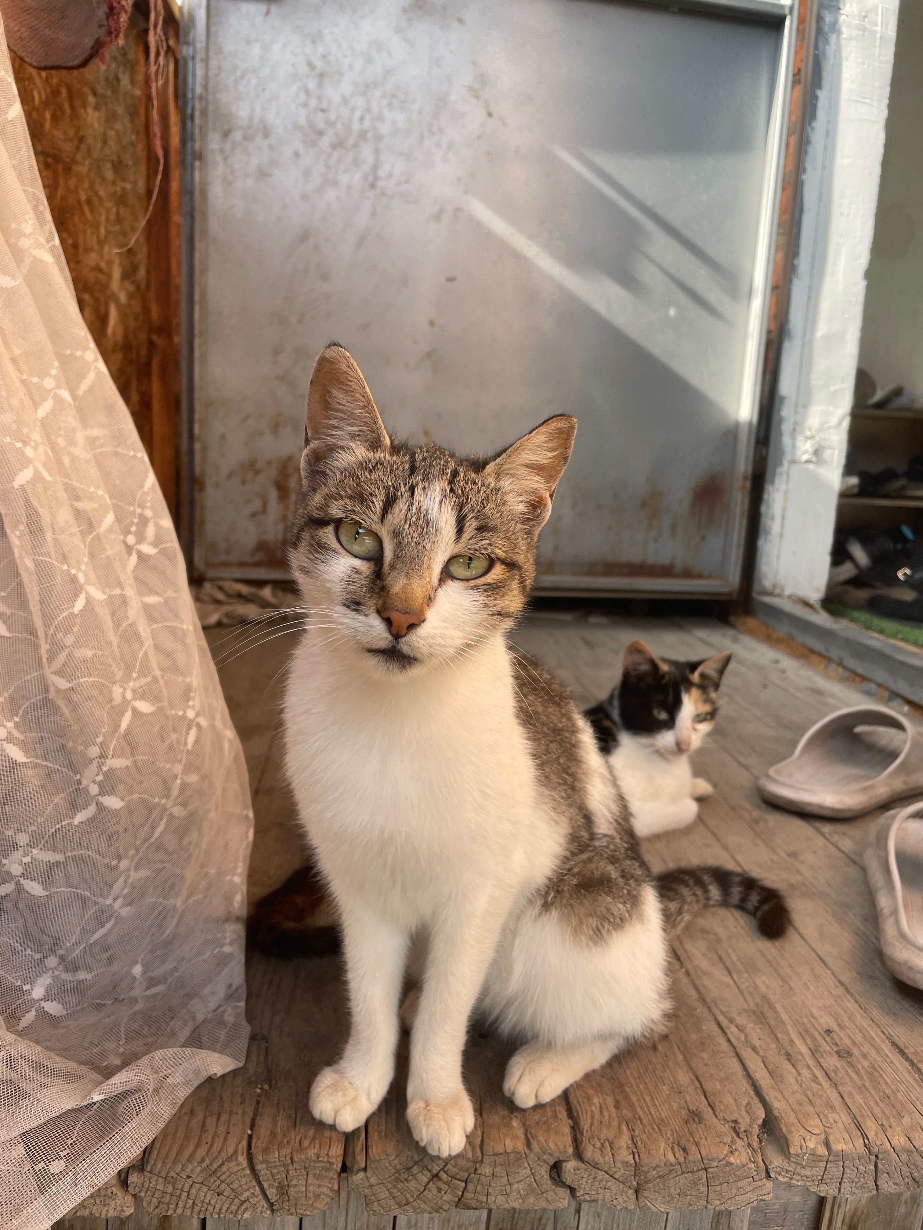 Отдам  котиков и котят