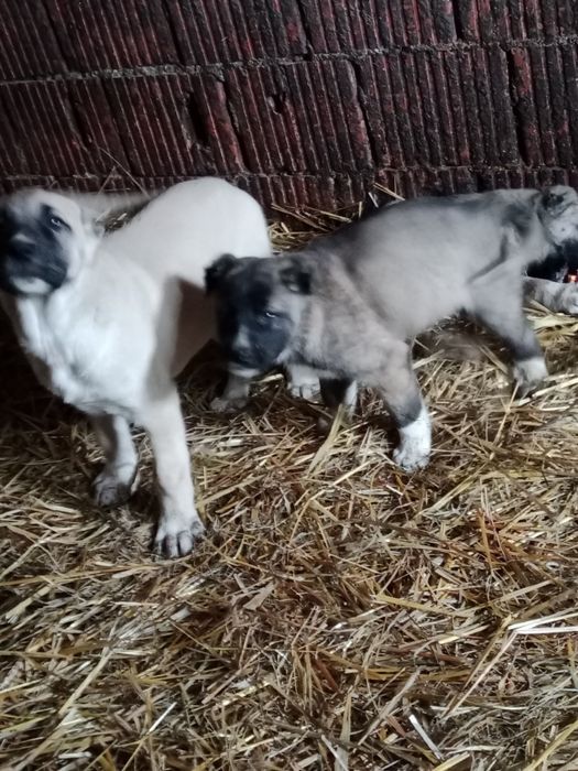 Vând oii bune de bune