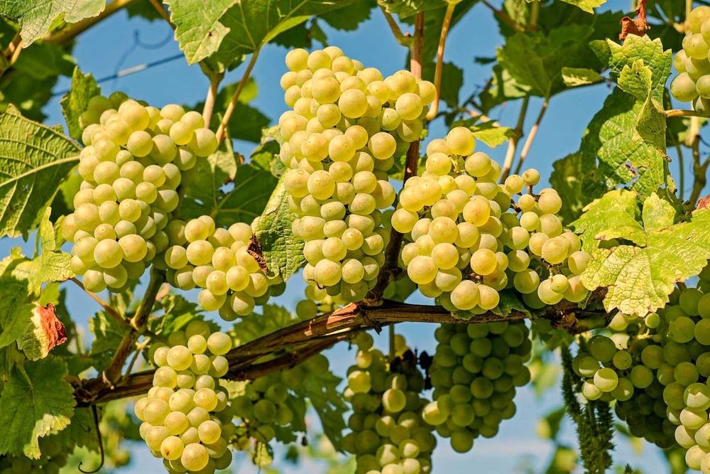 Struguri de vin adusi acasa diverse soiuri albi-negri, pret producator