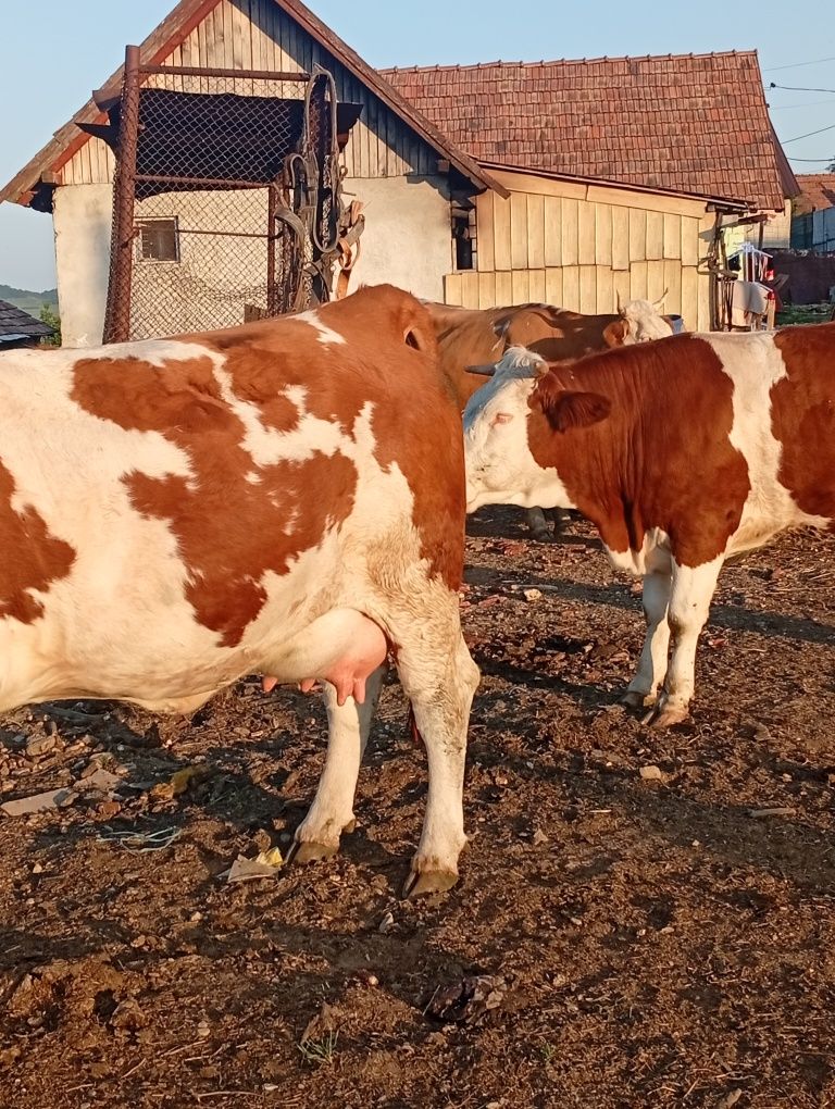 3 junici se dau Dârlos jud sibiu