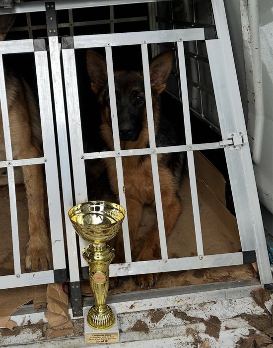 Femeluta Ciobanesc German DE ELITĂ