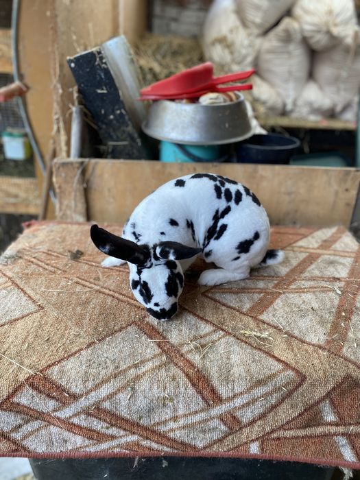 Mascul Rex Dalmatian