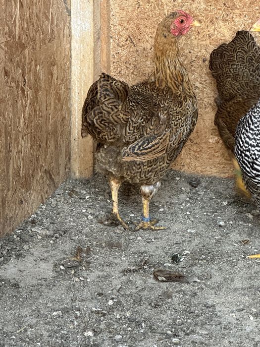 Wyandotte Pitic Maroniu cu benzi