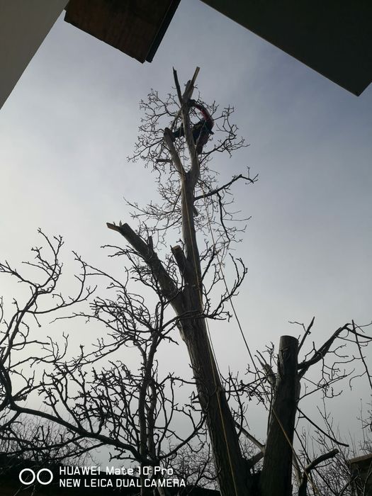 Tăiere copaci defrisari terenuri alpinist utilitar evaluare gratuita