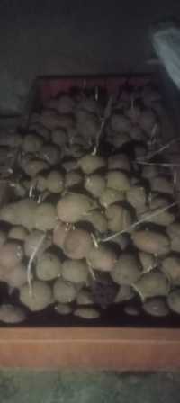 семена красной картошки