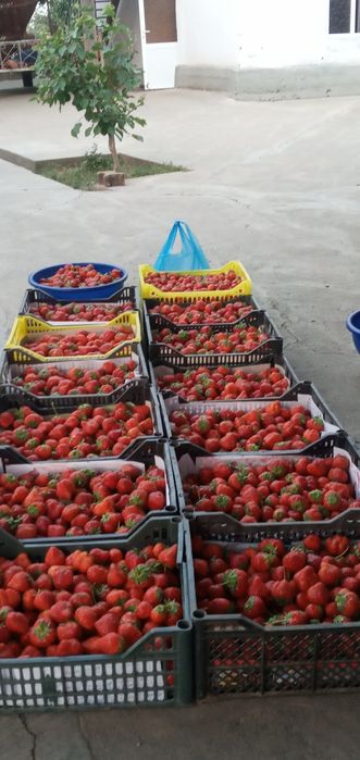 Qulupnay kõchat sotiladi