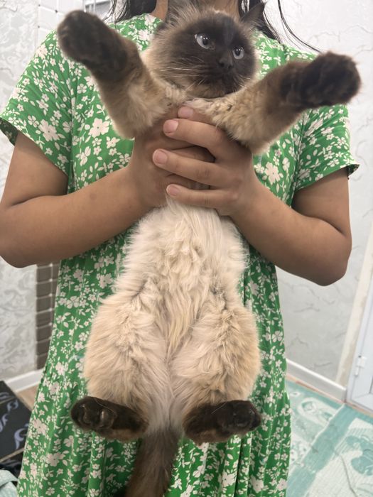 Сиамская кошка (ургашы)