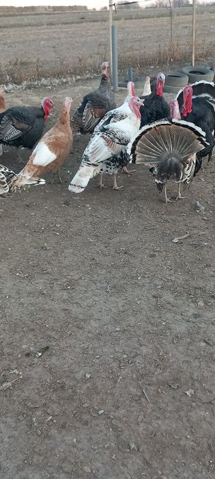 Curcani tineri de vânzare