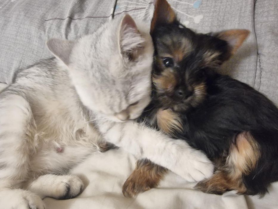 Сребърна чинчила