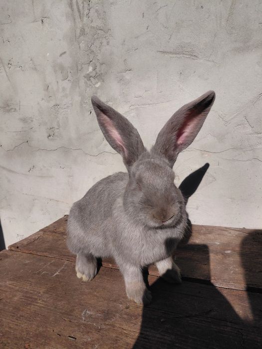 Disponibili 3 masculi fluture german 4 luni