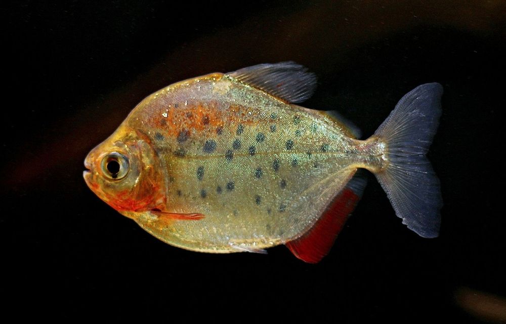 Продам  - метинис  пятнистый