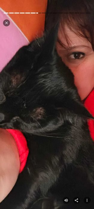 3 pisicute blande isi cauta familie