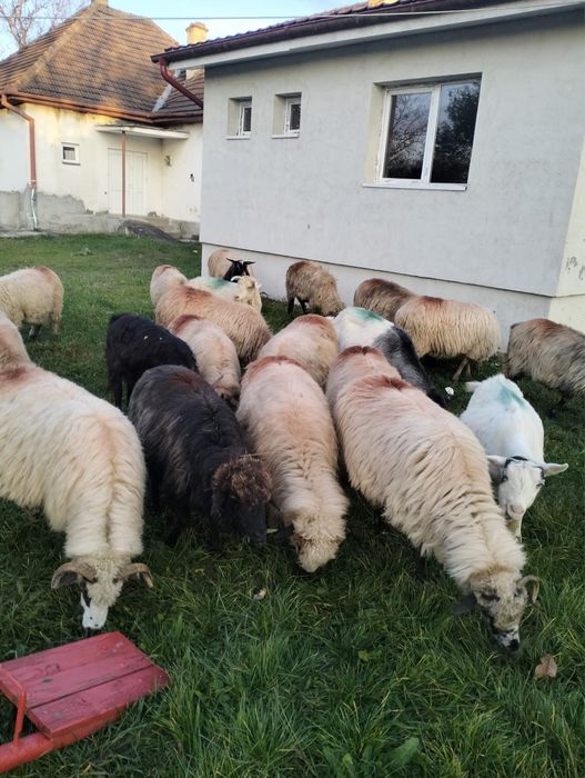 Vind oi 450 bucata .