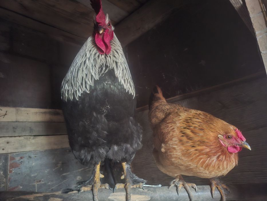 Петух породы брама 7 месяцев