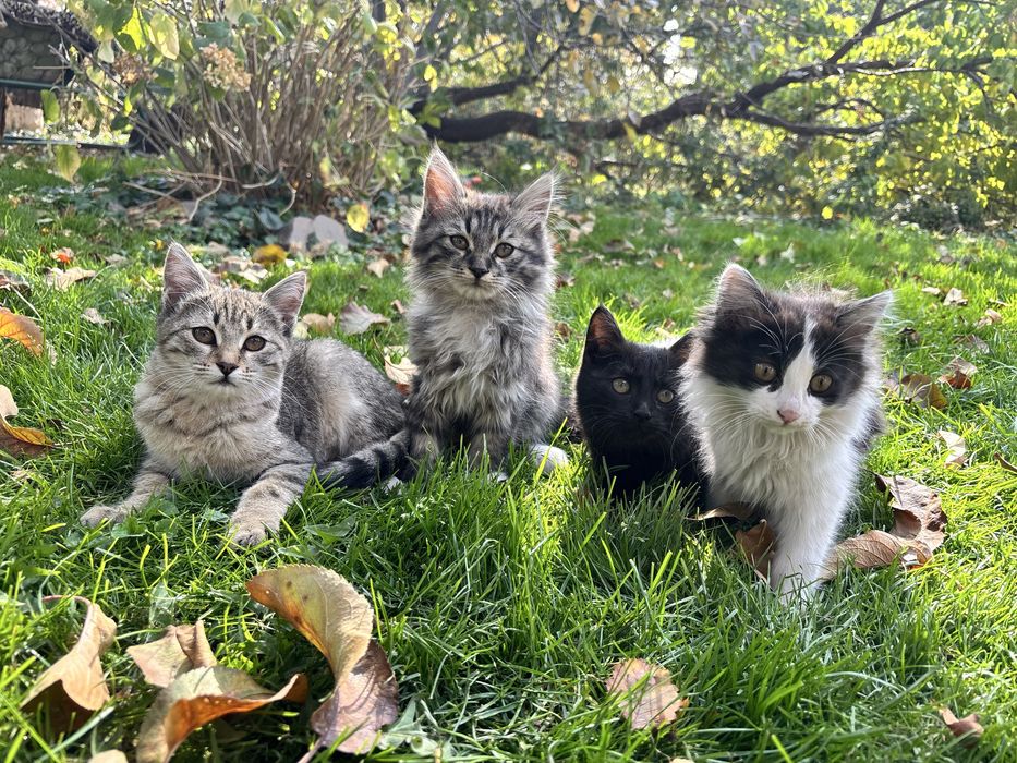 Отдам котят в хорошие руки