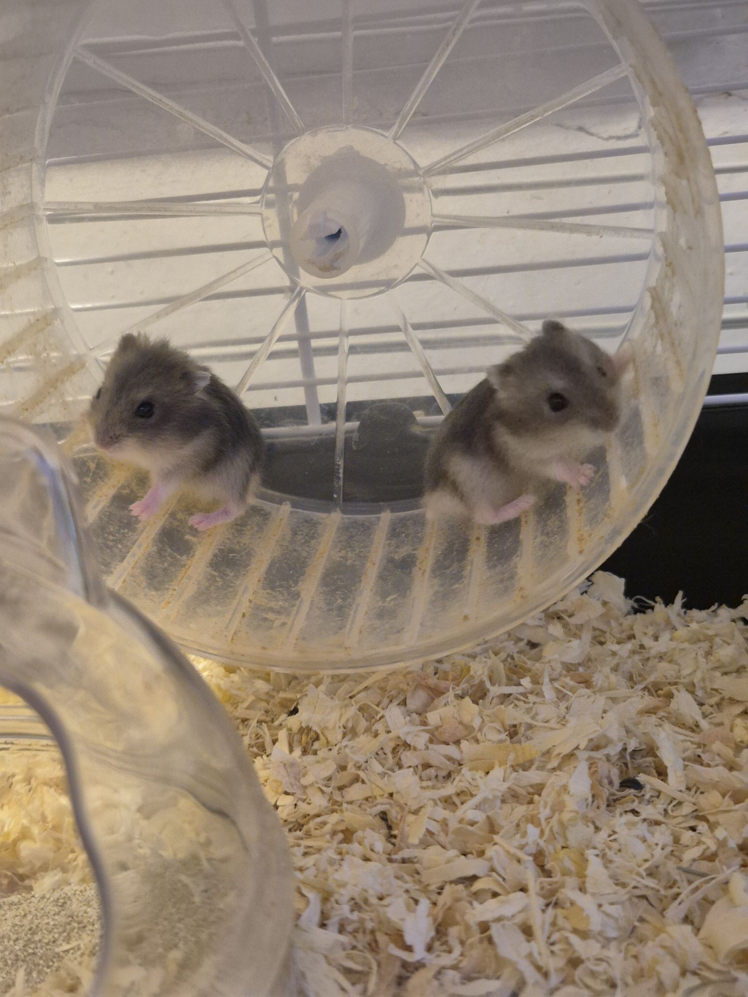 Donez hamsteri pui