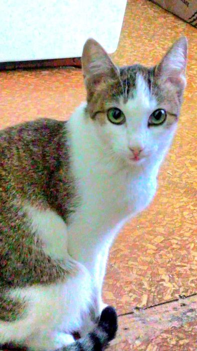 Молодая кошечка ищет добрых хозяев