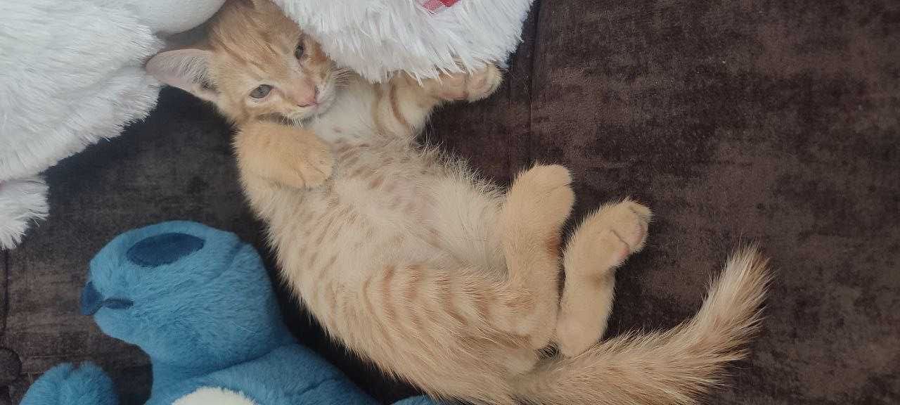 Отдам котят в хорошие руки