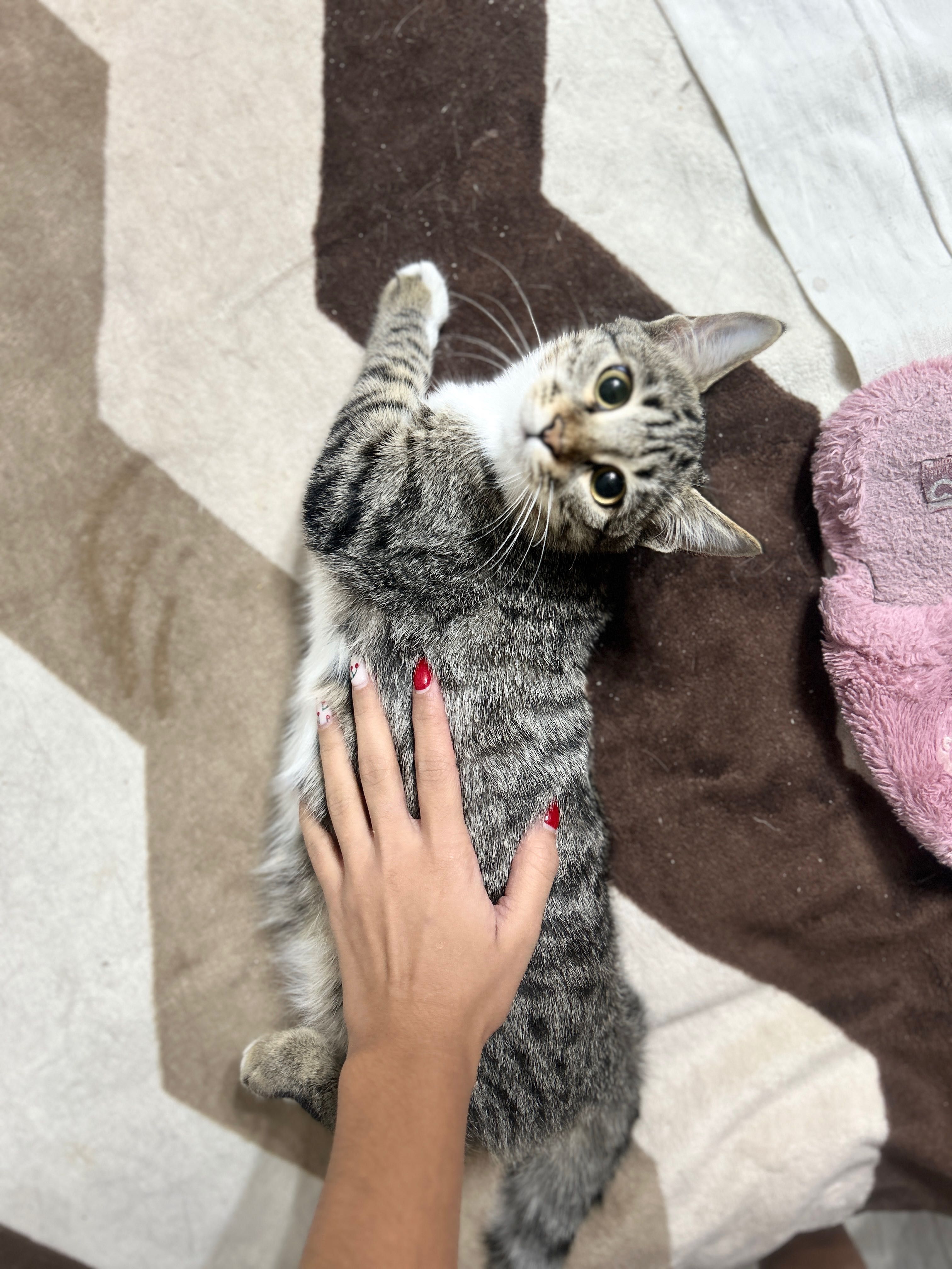 Отдаю котяток в добрые руки !