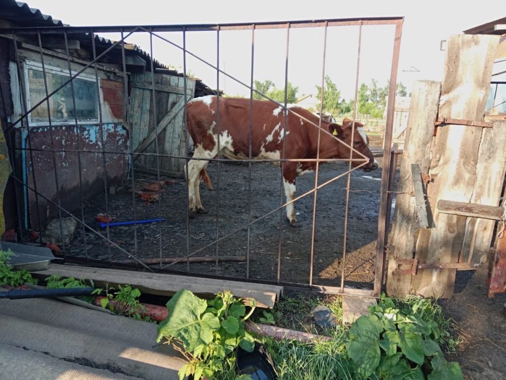 Продам молочную корову