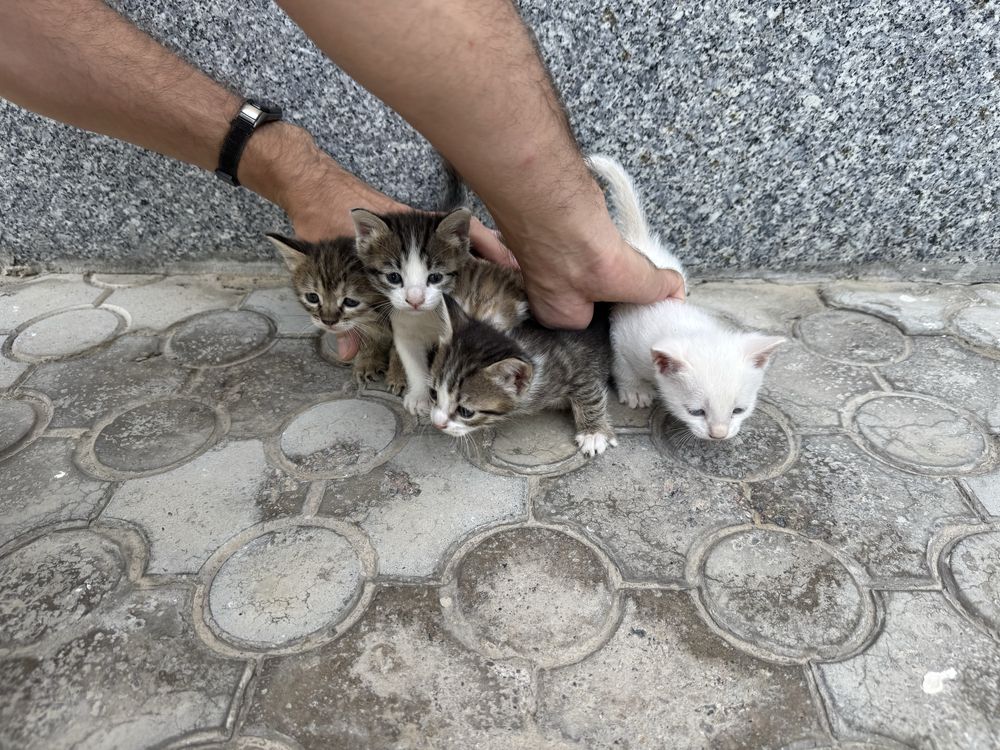 Отдам котят в хорошие руки