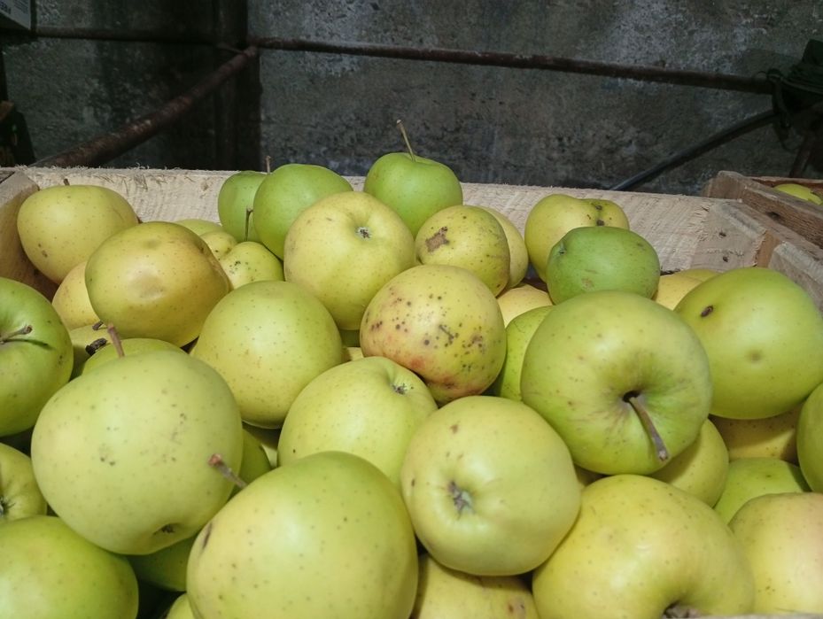 Vând mere diferite soiuri