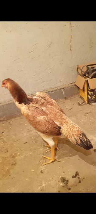 Даканы воитцовский