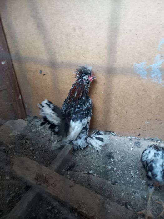 Япон хурозлар сотилади