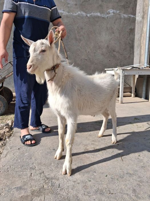 Zanan zotli taka echki