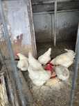Oua incubat gaini rasa la bresse brese,marans si araucana
