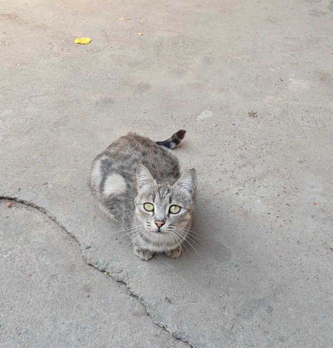 Отдам кошку в хорошие руки