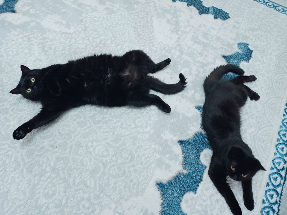 Отдам в добрые руки