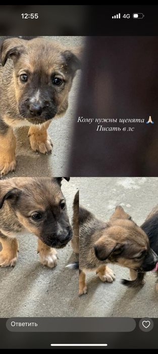 Отдам в добрые  руки щенков вместе с мамой