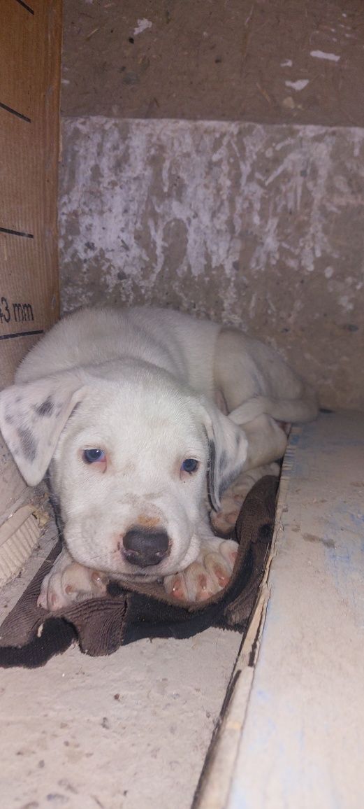 2 oylik pitbul kuchuk, sog'lom it