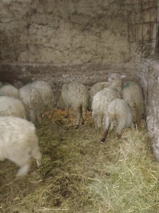 Mieluți de vânzare
