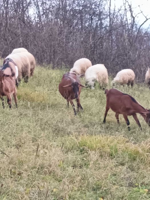 Vand capre bune de rasa și un tap de anul acesta!