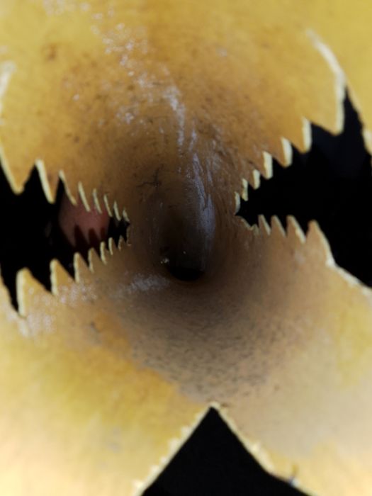 De vânzare coarne din fildeș puls alte accesorii