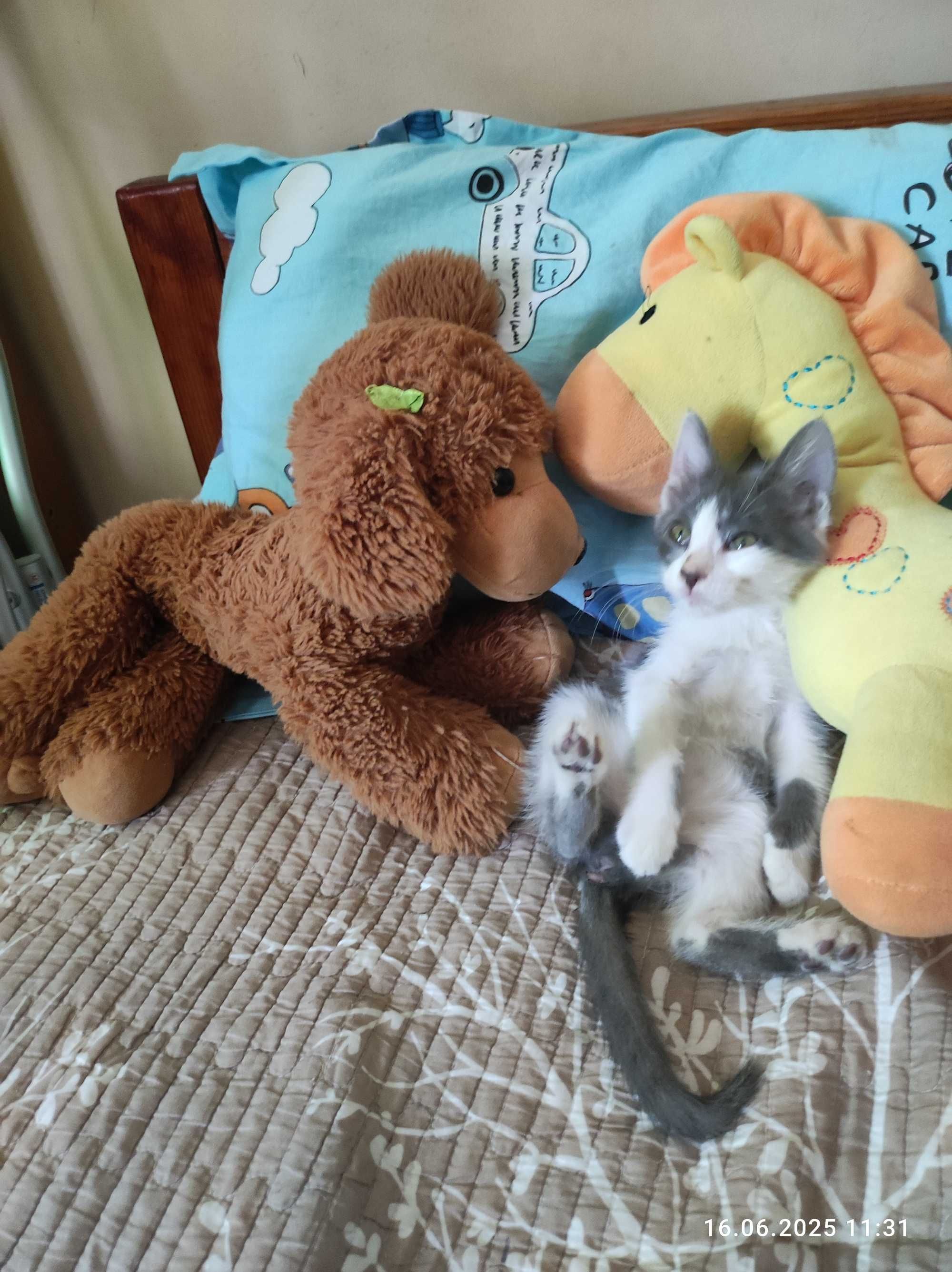 Котенок девочка отдам в хорошую семью.