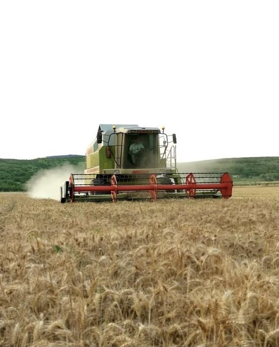 Пшеница - реколта 2022