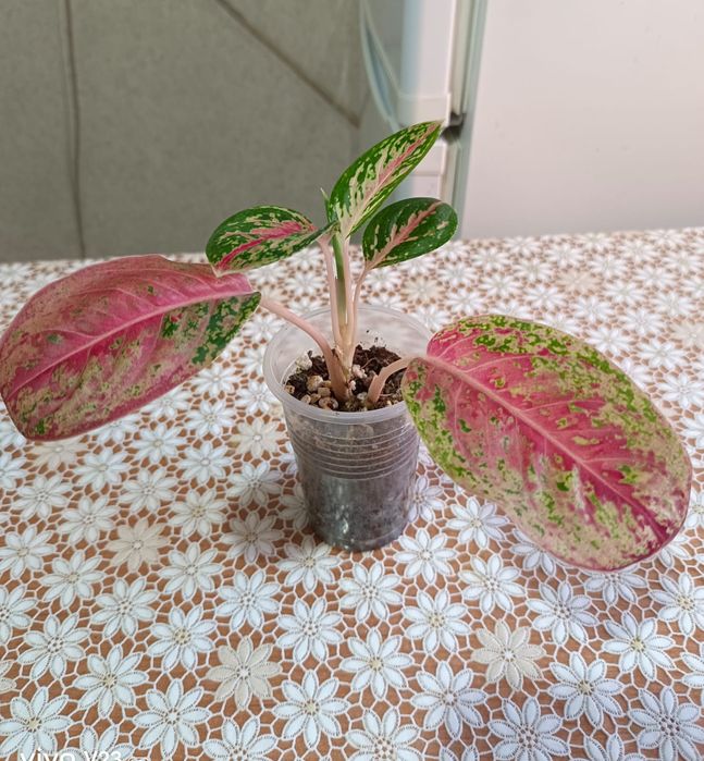 Аглонема Черенок