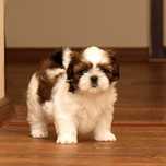 Cățeii Shih Tzu sunt frumoși