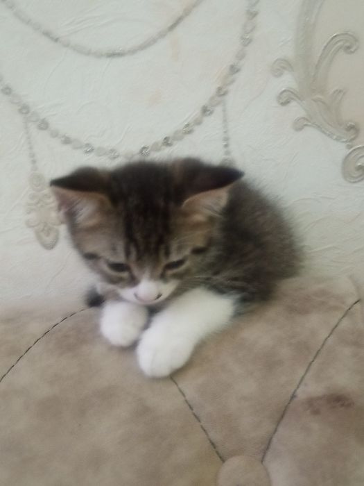 Отдам котенка в хорошие руки . Бесплатно