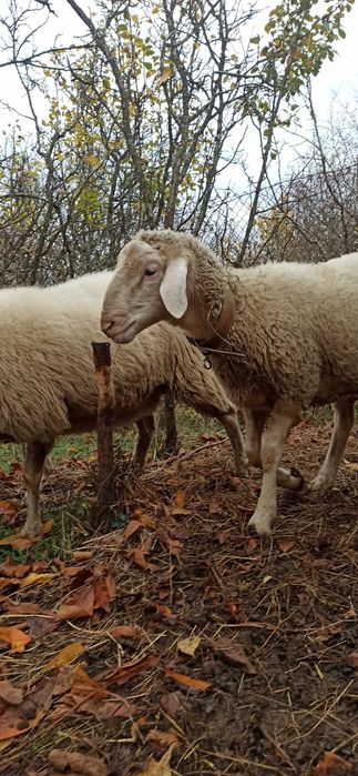 женско яре, мъжко шиле, Неми патици(женски)