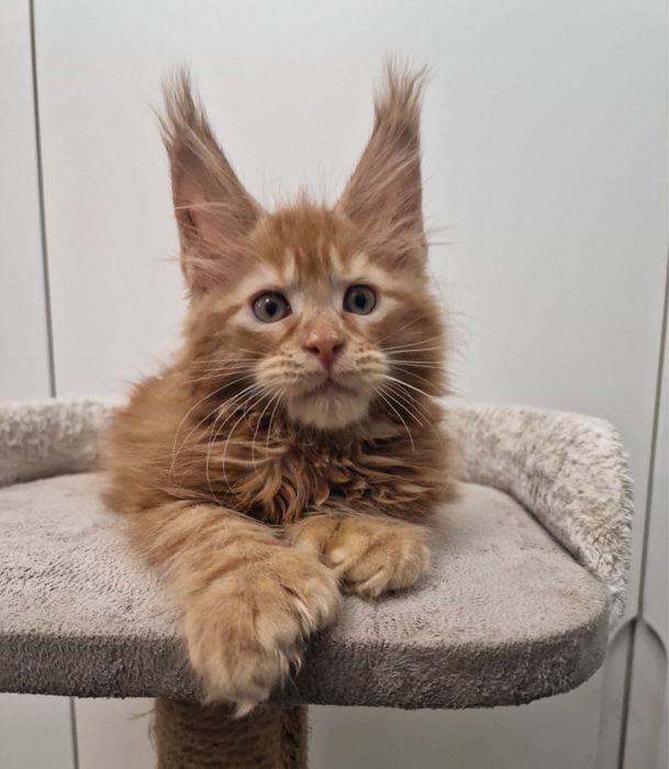 Котята Мейн кун полидакт