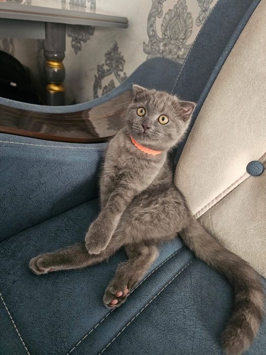 Scotish Fold Mushuk Sotıladı.