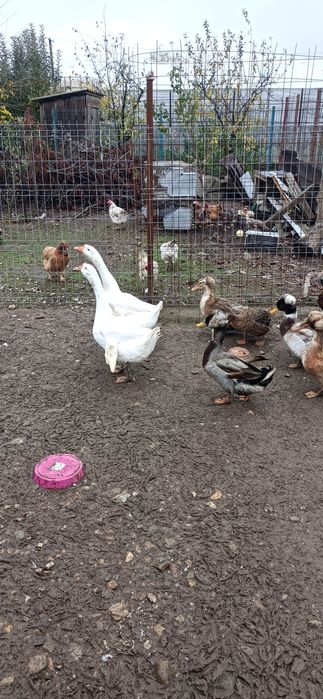 Vand/Schimb 2 gâște leșești tinere