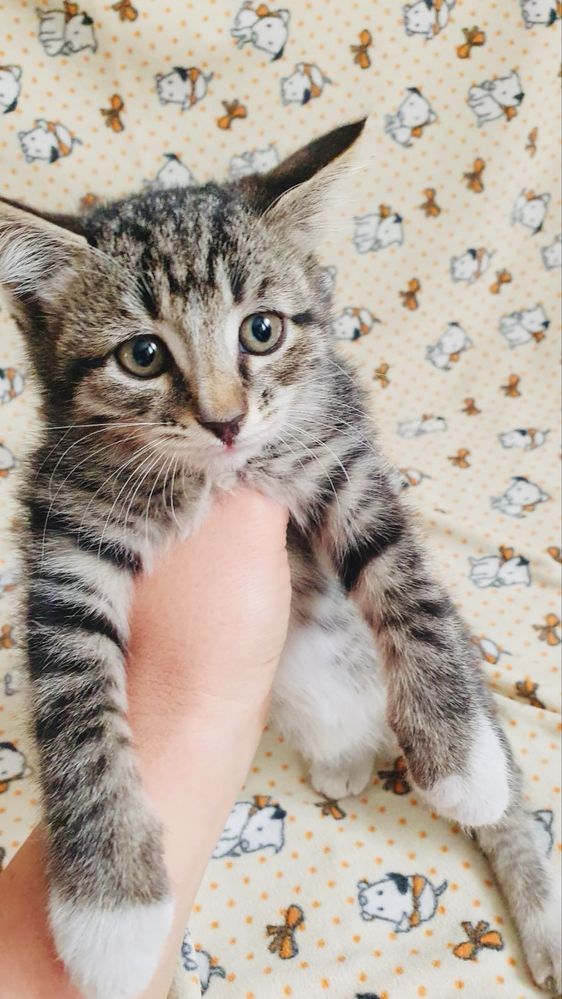 Котенок бесплатно