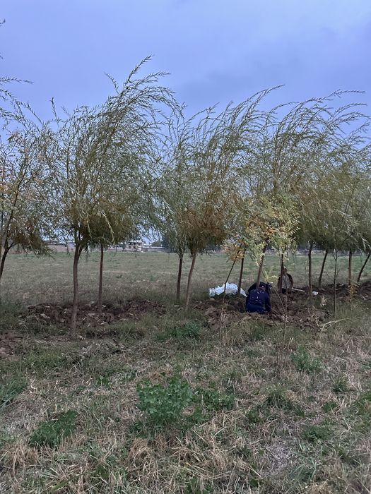 Majnun tol 2 metrdan 5 metrgacja