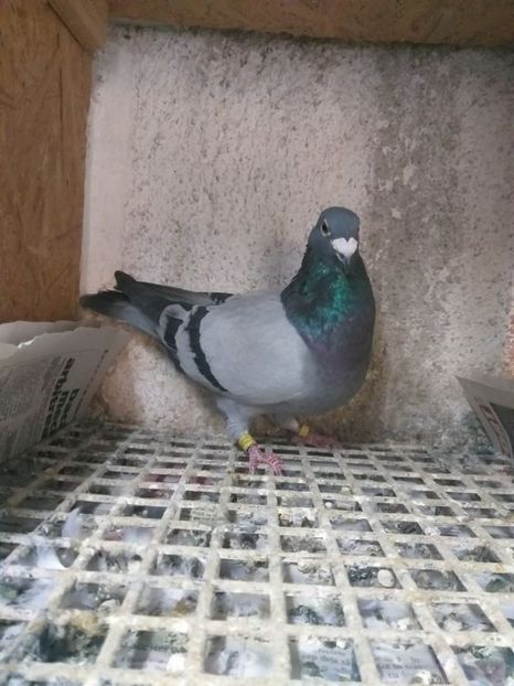 Porumbei Voiajori fond maraton